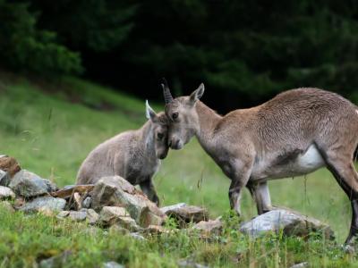 Parc de Merlet (Merlet Park), Chamonix