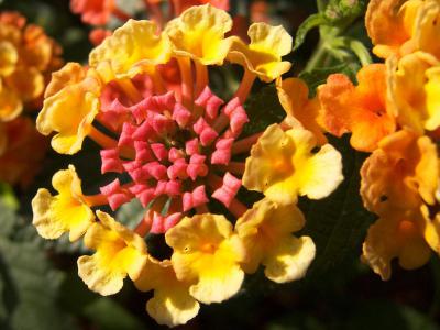 Tarragona Garden, Alghero