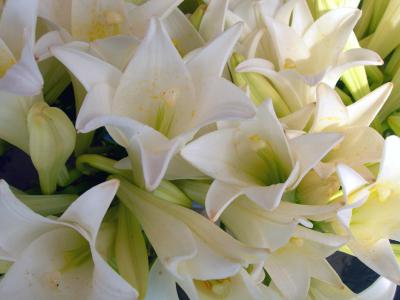 Flower Market, Antananarivo