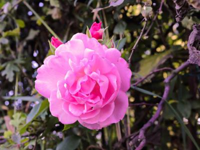 Jardin Tudor (Tudor Garden), Calais