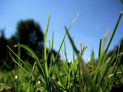 Civic Center Park, Berkeley