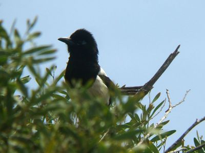 Place Bab Khebaz, Rabat