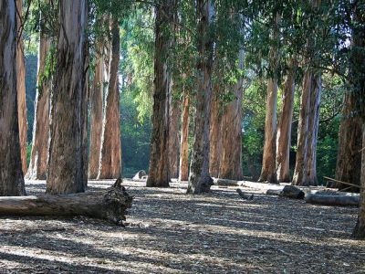 Eucalyptus Grove, UC Berkeley, Berkeley