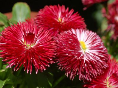 Floral Clock, Detroit