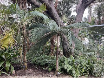 Norton Ann Sculpture Gardens, West Palm Beach