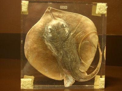 Museum of Discovery, Little Rock