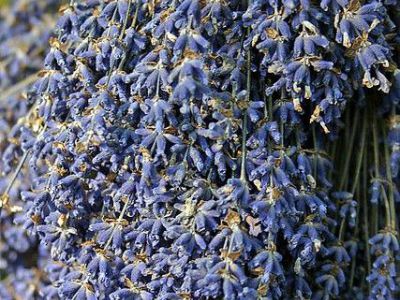 The Cottage Herb Farm Shop, Albany