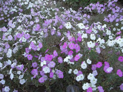 Al-Saba'een Park, Sanaa