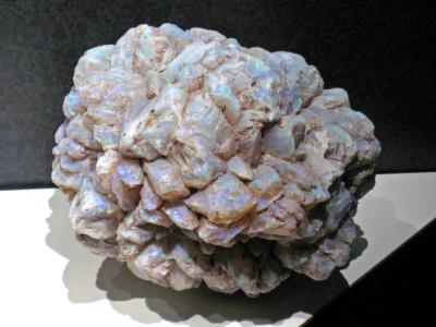 Treasures of the Earth, Fort William