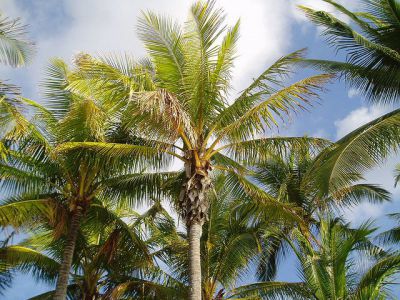 Jardin Botanico (Botanical Garden), Conakry