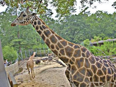 Birmingham Zoo, Birmingham