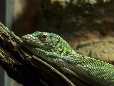 Little Rays Reptile Zoo and Nature Centre, Hamilton