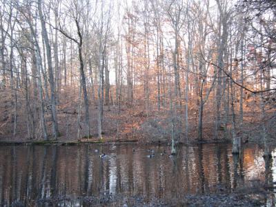 The Bog Garden, Greensboro