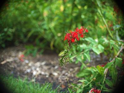 Gateway Gardens, Greensboro