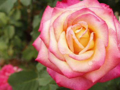 El Paso Municipal Rose Garden, El Paso