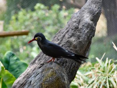 El Paso Zoo, El Paso