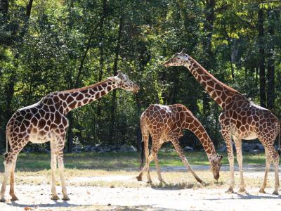 Riverbanks Zoo, Columbia