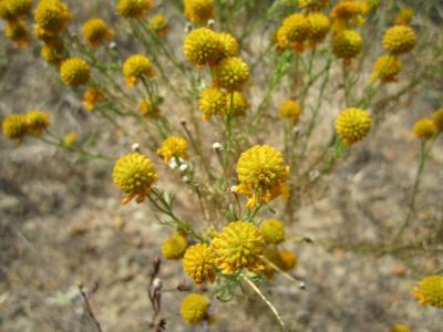 Tulsa Botanic Garden, Tulsa