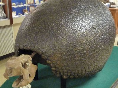 Orton Geological Museum, Columbus