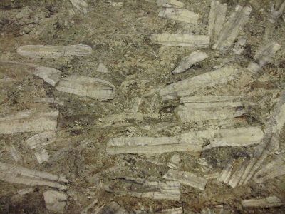 Federico A. Solórzano Barreto Paleontology Museum of Guadalajara, Guadalajara