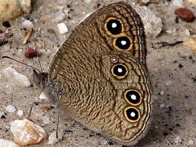 Museo Nacional de Historia Natural Jorge A. Ibarra (Jorge A. Ibarra Natural History Museum), Guatemala City