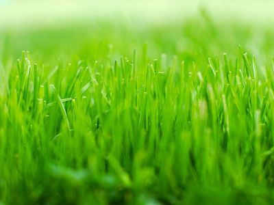 Wick Park, Youngstown