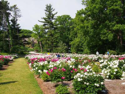 Nichols Arboretum, Ann Arbor