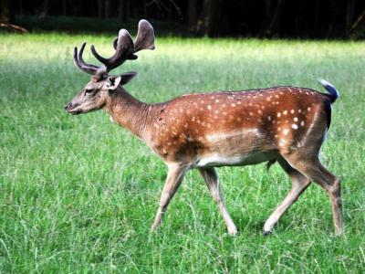 Waldau Wildlife Park, Bonn