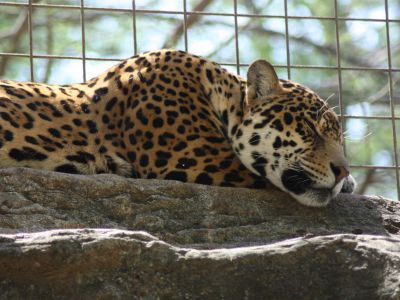 San Antonio Zoo and Aquarium, San Antonio