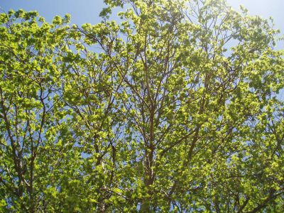 Njegošev Park, Podgorica