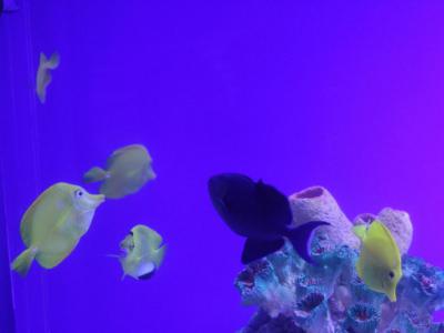 Acuario Inbursa, Mexico City