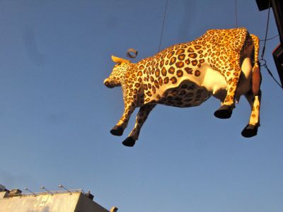 The Holy Cow Nightclub, San Francisco