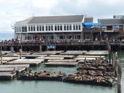 Sea Lion Center, San Francisco