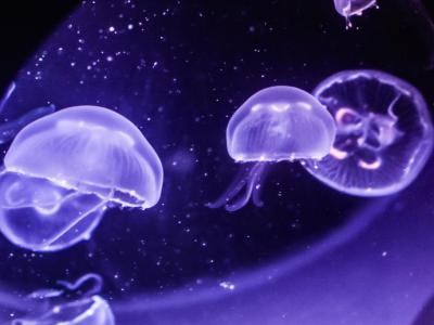 Greater Cleveland Aquarium, Cleveland