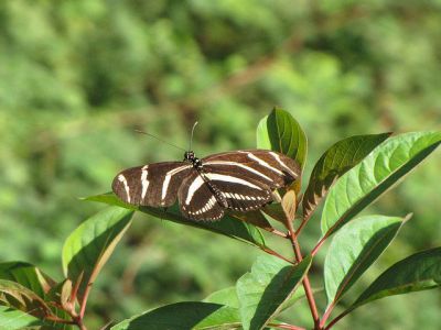 Flamingo Park, Miami