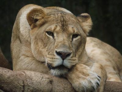 Greenville Zoo, Greenville