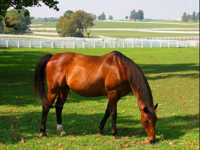 Kentucky Horse Park, Lexington