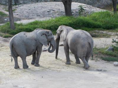 Zoologico Guadalajara (Guadalajara Zoo), Guadalajara