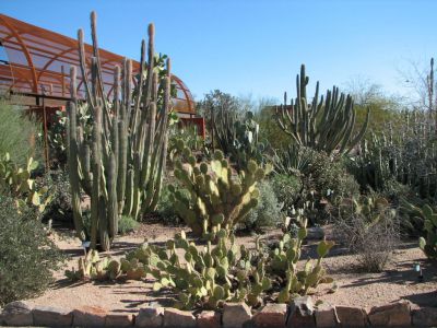 Desert Botanical Garden, Phoenix