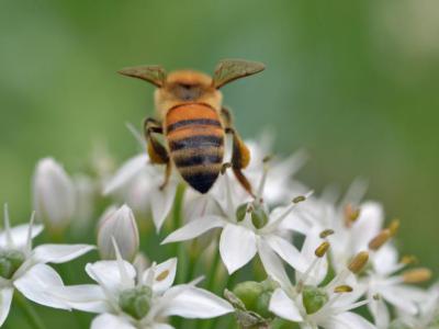 Bergamo Botanical Garden "Lorenzo Rota", Bergamo