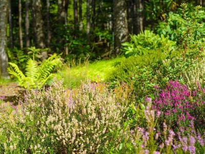 Memorial University of Newfoundland Botanical Garden, St. John`s