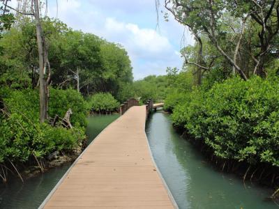 Rif Mangrove Park