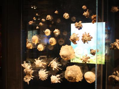 Musee du Pere Pinchon (Museum of Father Pinchon), Fort-de-France