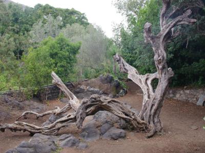 Jardin Botanico Viera y Clavijo (Viera and Clavijo Botanical Garden), Las Palmas de Gran Canaria