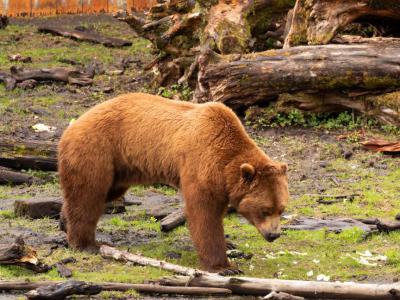 Fortress of the Bear, Sitka
