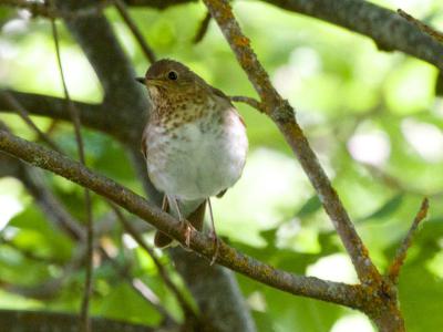 North Mountain Park, Ashland