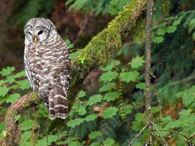 Big Rock Garden Park, Bellingham