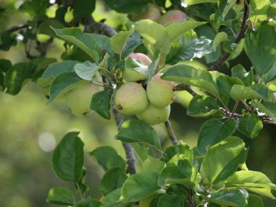 Robinette's Apple Haus & Winery, Grand Rapids