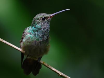 Cornell Lab of Ornithology, Ithaca