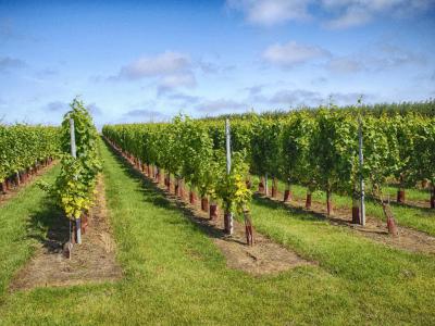 Six Mile Creek Vineyard, Ithaca